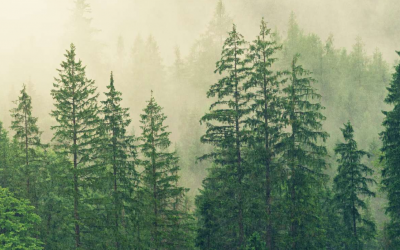 Règlement européen contre la déforestation et la dégradation des forêts
