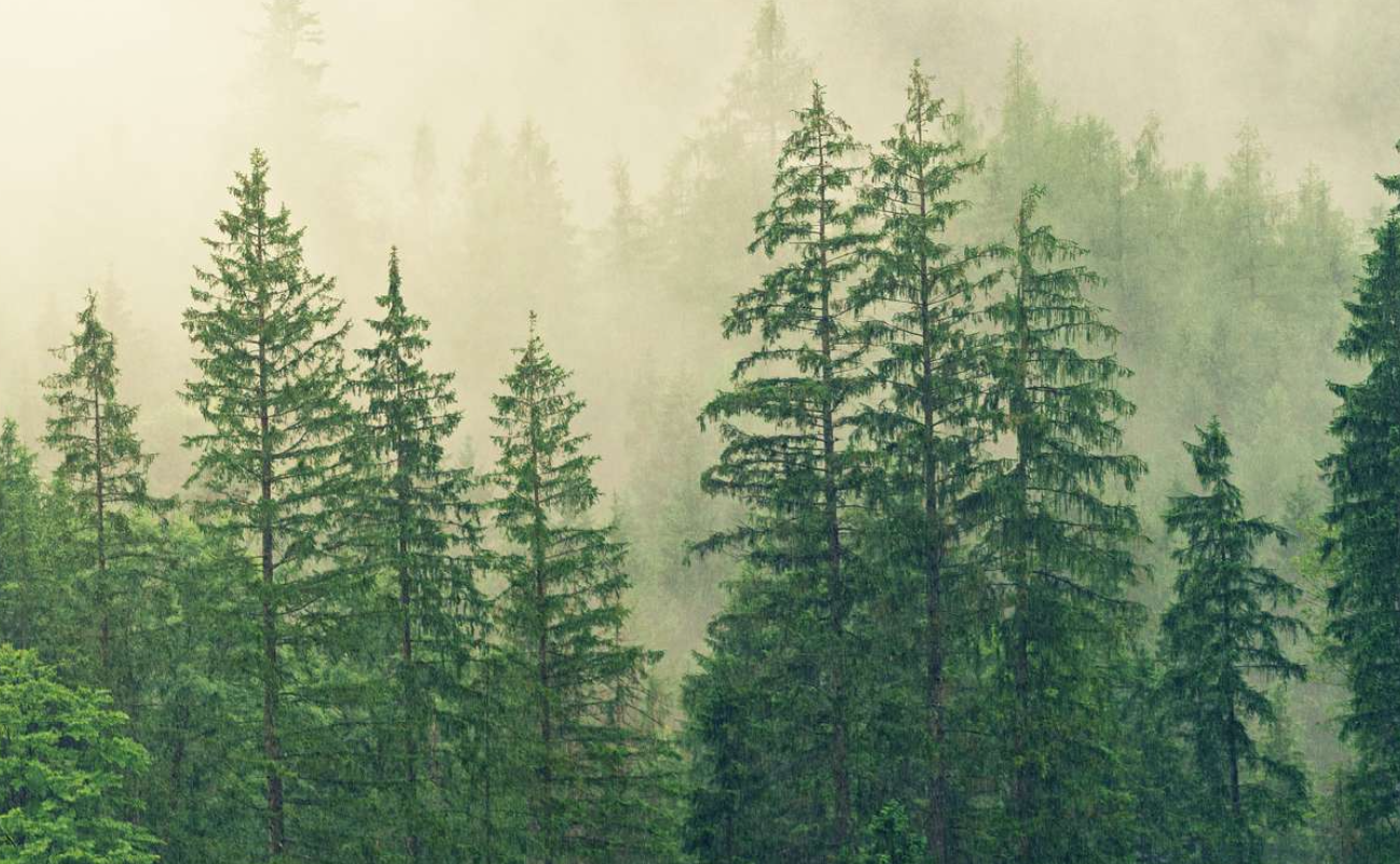 Règlement européen contre la déforestation et la dégradation des forêts